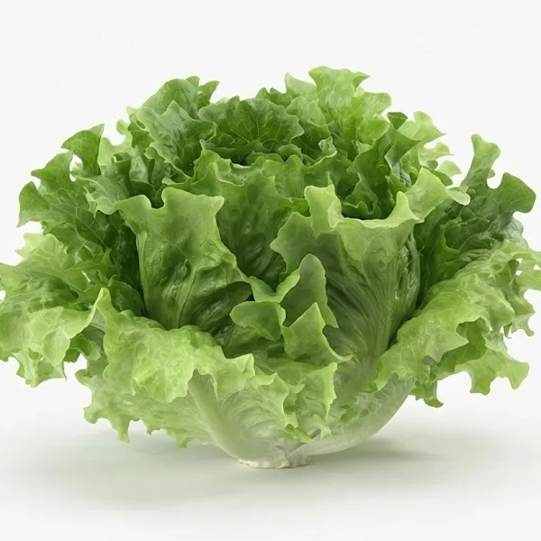 LETTUCE BATAVIA