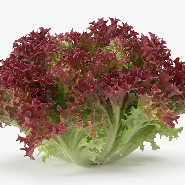 LETTUCE RED FRILLY