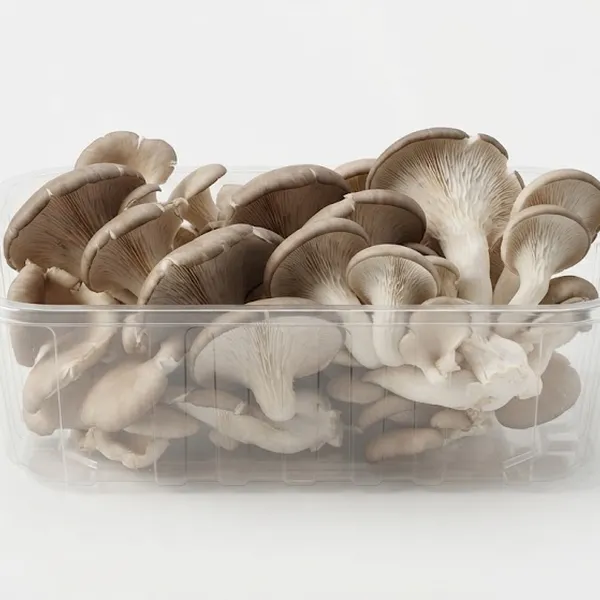 MUSHROOM OYSTER