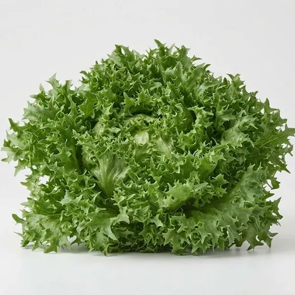 LETTUCE STARTFIGHTER