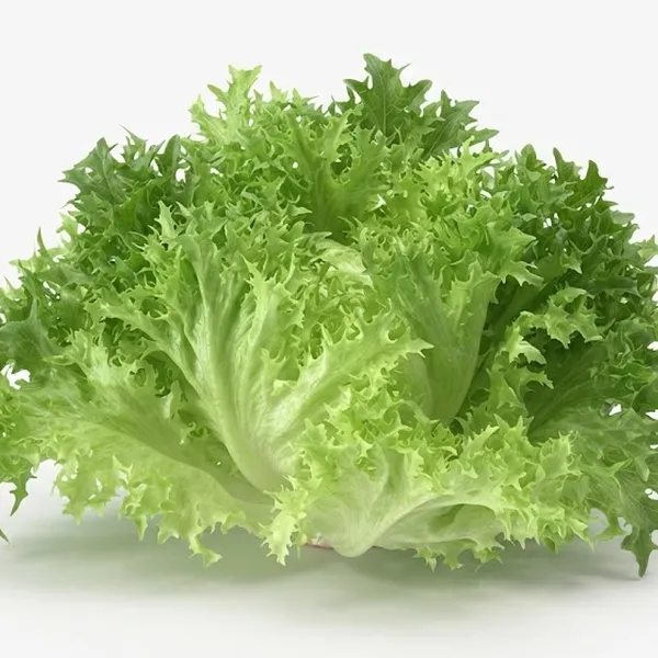 LETTUCE GREEN FRILLY