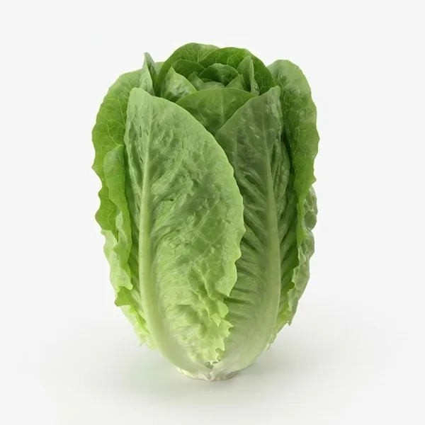 LETTUCE COS GREEN