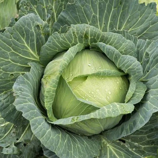 100 Cabbage