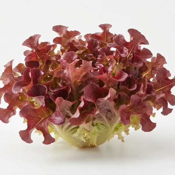 LETTUCE RED OAK