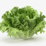 LETTUCE BATAVIA