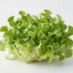 LETTUCE GREEN OAK
