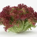 LETTUCE RED FRILLY