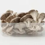 MUSHROOM OYSTER
