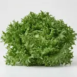 LETTUCE STARTFIGHTER