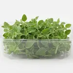 PARSLEY