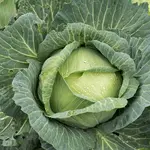 Cabbage head