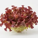 LETTUCE RED OAK
